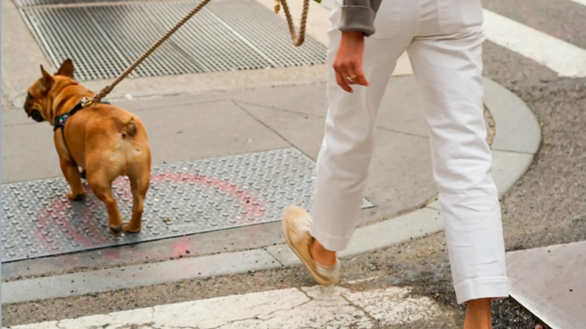 Un perro paseando por la calle (Archivo).