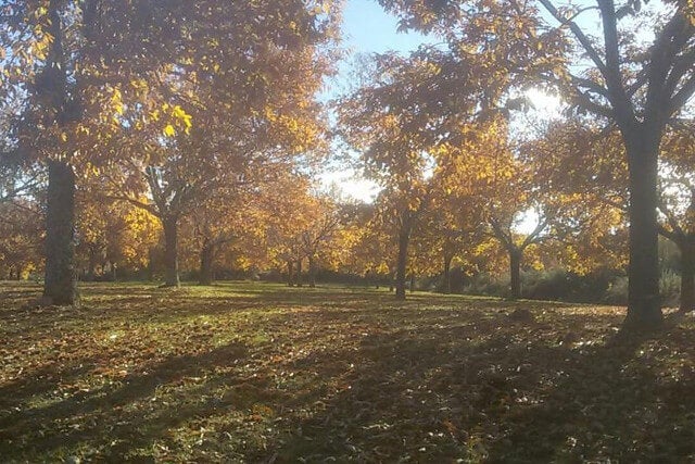 A Xunta avanza co sector da castaña na creación da unidade de soutos A Xunta avanza co sector da castaña na creación da unidade de soutos