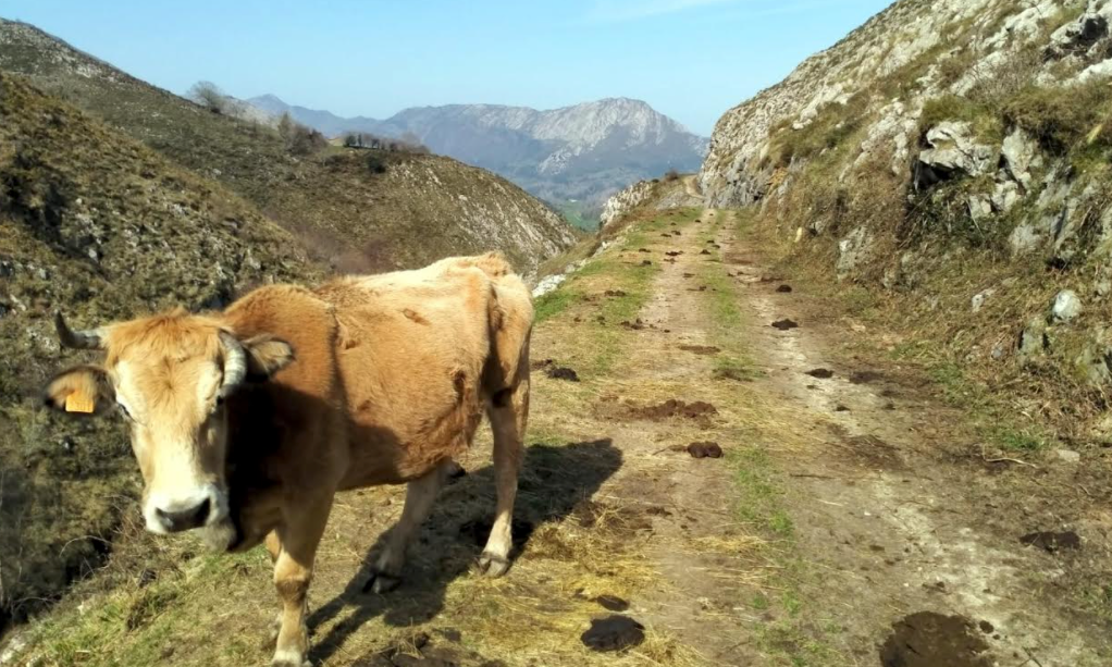 Los veterinarios se desplazan a Porrúa y La Borbolla en el inicio de la campaña de saneamiento ganadero en Llanes Los veterinarios se desplazan a Porrúa y La Borbolla en el inicio de la campaña de saneamiento ganadero en Llanes
