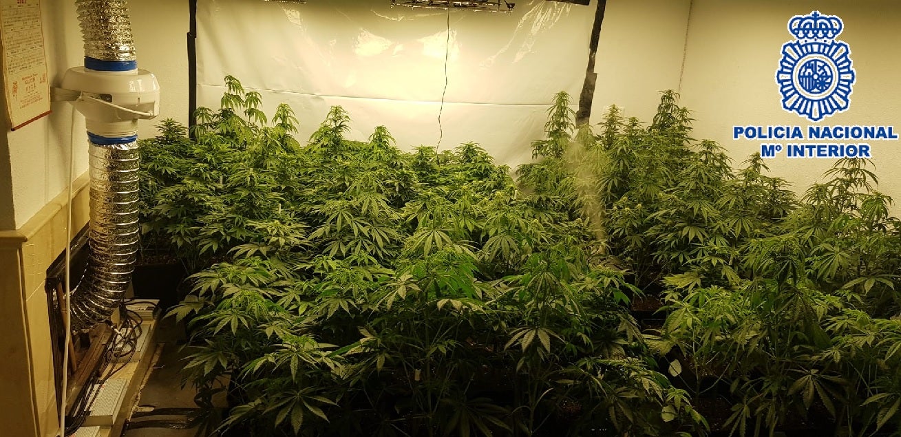 Madre e hijo detenidos por tener una plantación de marihuana en su sótano de Mijas Madre e hijo detenidos por tener una plantación de marihuana en su sótano de Mijas