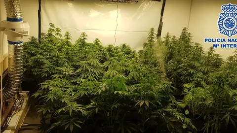 Madre e hijo detenidos por tener una plantación de marihuana en su sótano de Mijas Con 129 plantas
