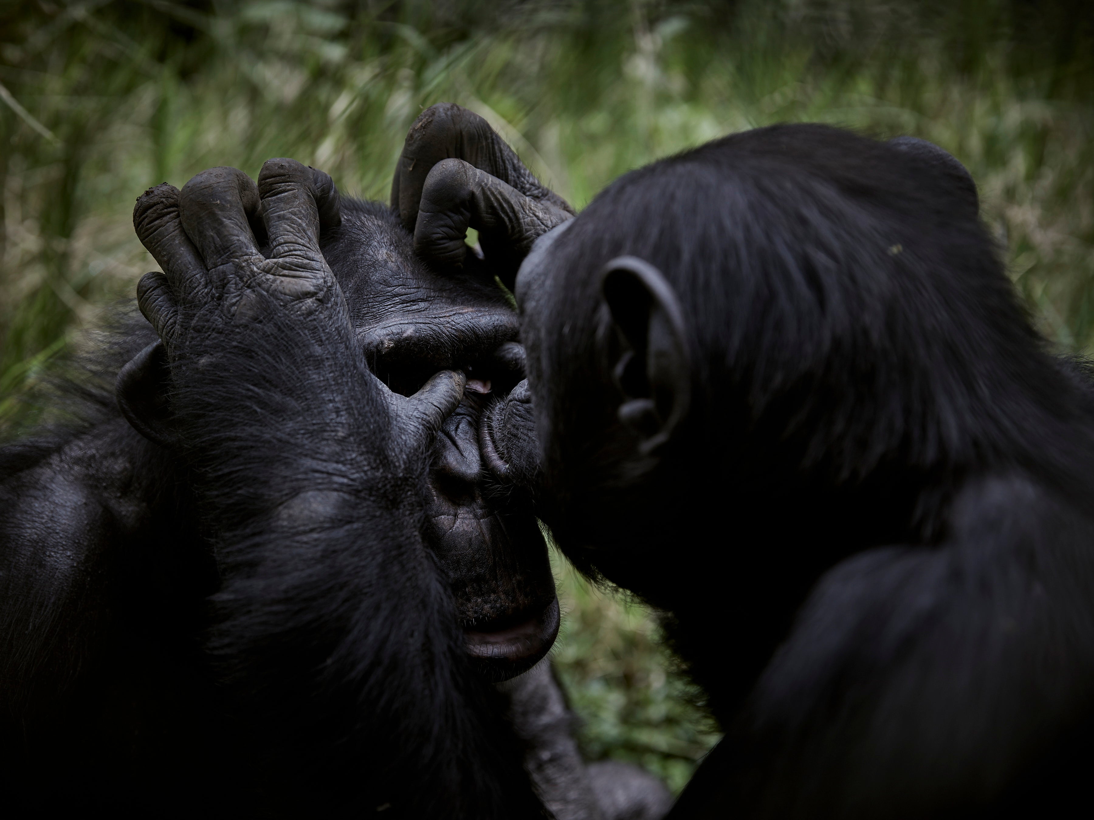Las razones por las que el hueso del pene se perdió en la línea evolutiva que generó nuestra especie Las razones por las que el hueso del pene se perdió en la línea evolutiva que generó nuestra especie