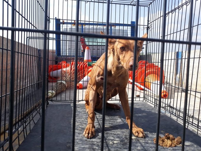 La perra que quedó atrapada en un tubo ya se encuentra en la protectora de Ciudad Real La perra que quedó atrapada en un tubo ya se encuentra en la protectora de Ciudad Real