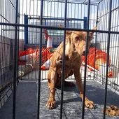 La perra ya se encuentra en la protectora de animales La perra ya se encuentra en la protectora de animales