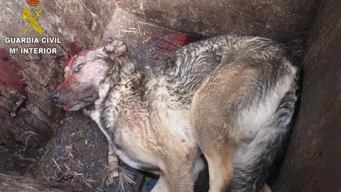 Perro encontrado en cubo de basura con cráneo fracturado Perro encontrado en cubo de basura con cráneo fracturado