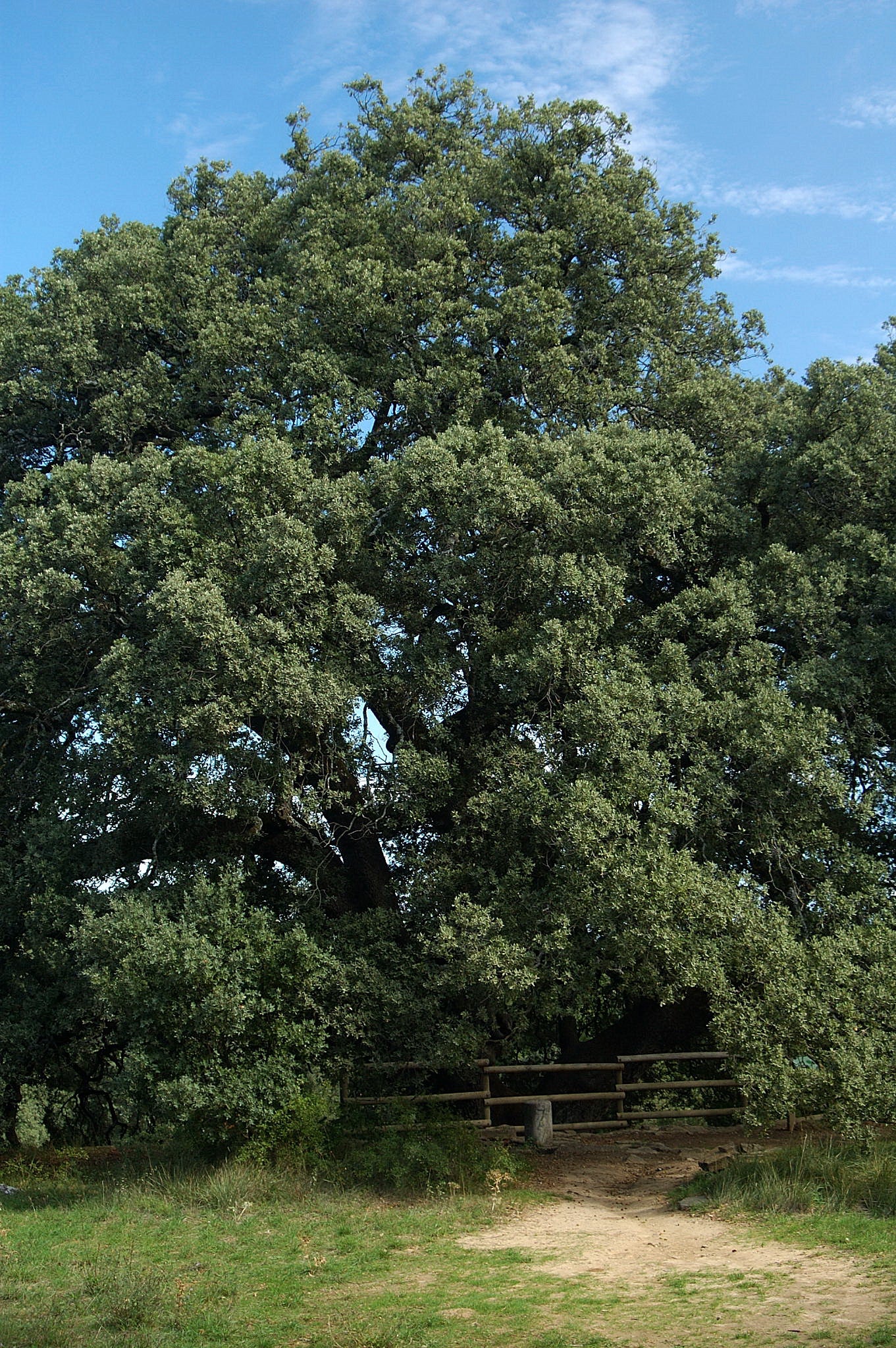 La carrasca milenaria de Lecina a un paso de convertirse en el Árbol Europeo de 2021 La carrasca milenaria de Lecina a un paso de convertirse en el Árbol Europeo de 2021