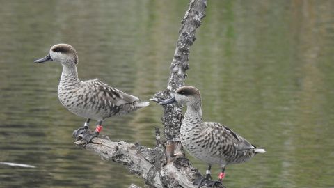 Dos ejemplares de Cerceta pardilla en el Clot de Galvany de Elche.