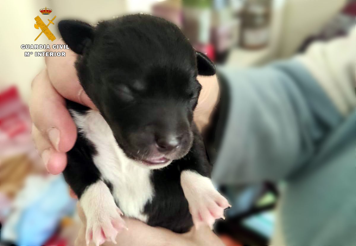 Localizado el presunto autor de arrojar ocho cachorro de perros a un contenedor de basura Localizado el presunto autor de arrojar ocho cachorro de perros a un contenedor de basura