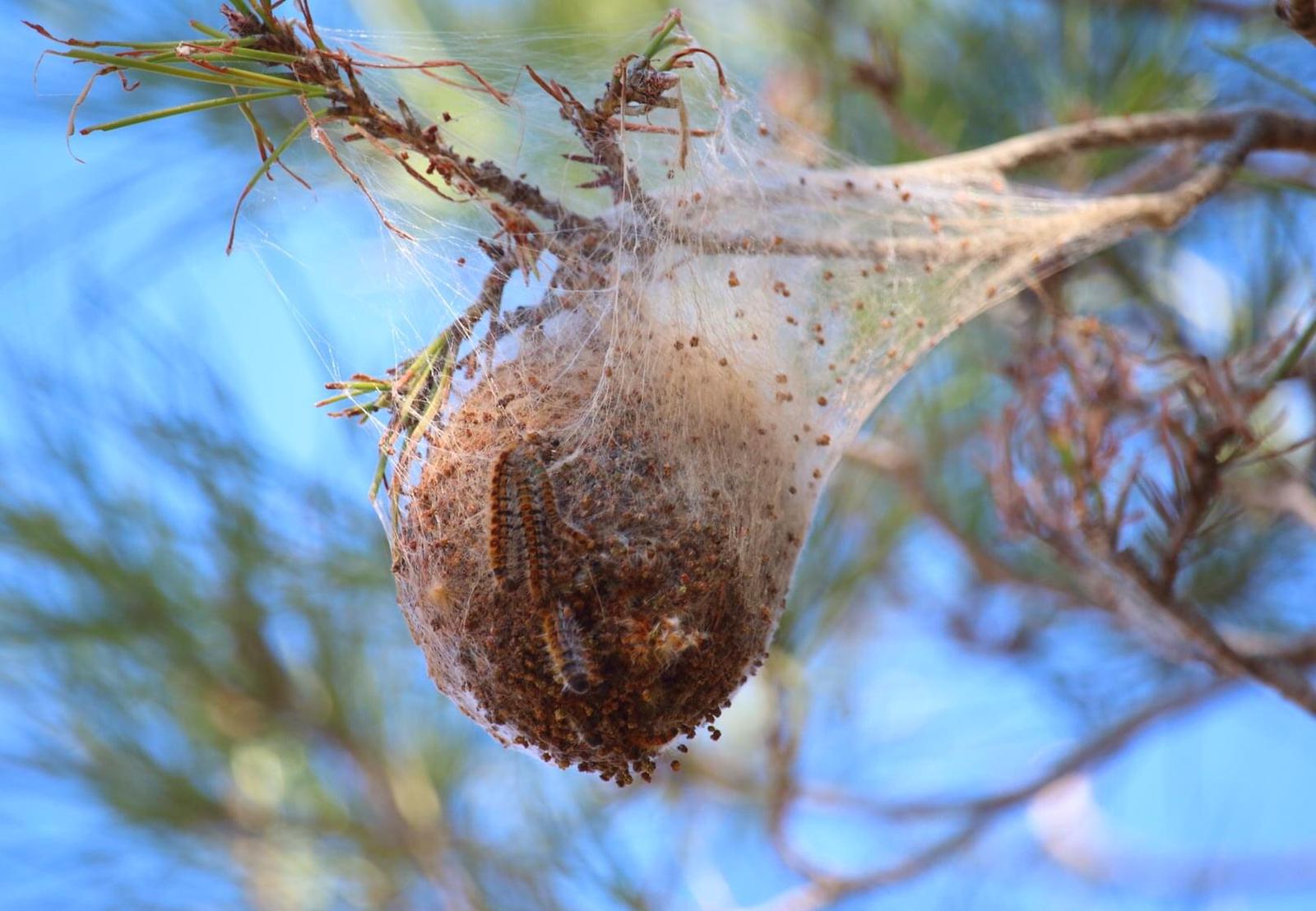 Veterinario de Cabecera 09/03/2021 Veterinario de Cabecera 09/03/2021