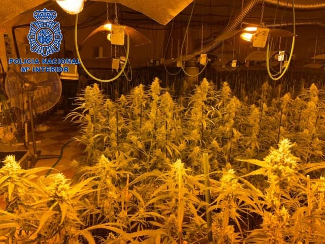 La Policía Nacional ha detenido a los responsables de dos plantaciones de marihuana “indoor”. La Policía Nacional ha detenido a los responsables de dos plantaciones de marihuana “indoor”.