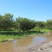 Se han acumulado entre 50 y 60 litros por metro cuadrado dependiendo de los municipios, son oro para el campo tras más de 50 días sin caer una sola gota de agua 