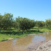 Se han acumulado entre 50 y 60 litros por metro cuadrado dependiendo de los municipios, son oro para el campo tras más de 50 días sin caer una sola gota de agua Se han acumulado entre 50 y 60 litros por metro cuadrado dependiendo de los municipios, son oro para el campo tras más de 50 días sin caer una sola gota de agua