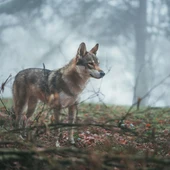 Lobo Lobo