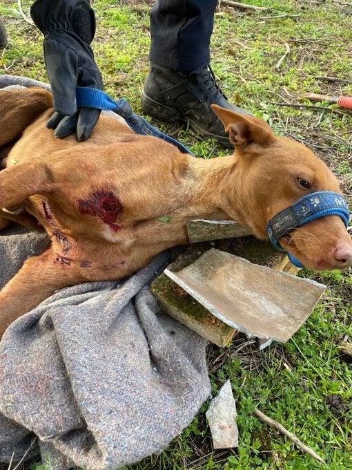 Instruyen diligencias penales por un delito de maltrato animal tras el rescate de una perra en Ciudad Real Instruyen diligencias penales por un delito de maltrato animal tras el rescate de una perra en Ciudad Real