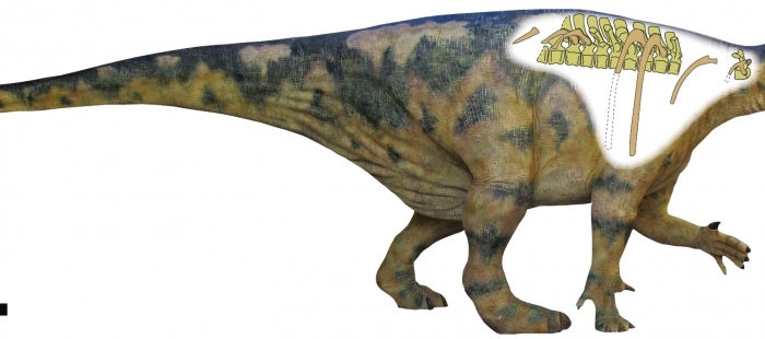 La comunidad científica internacional conoce al Iguanodon de Aliaga La comunidad científica internacional conoce al Iguanodon de Aliaga