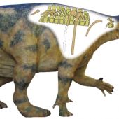 dinopolis recupera fosiles de Iguanodon