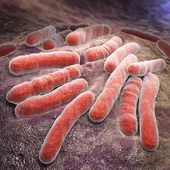 bacterias infecciosas de tuberculosis bacterias infecciosas de tuberculosis