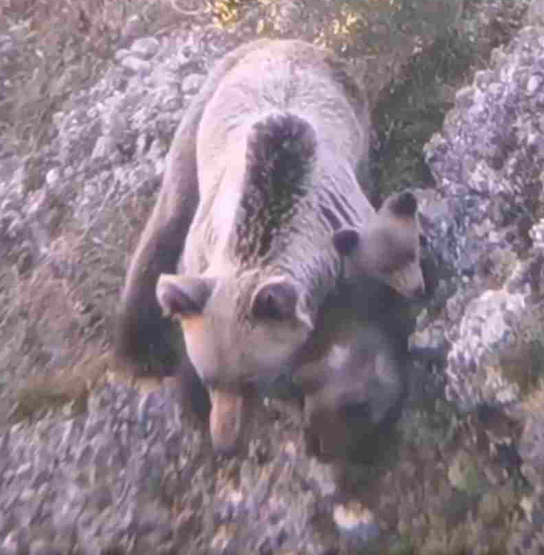 Asturias Ganadera: "Habíamos advertido, hace cuatro años, del riesgo de ataques de las especies salvajes a humanos" Asturias Ganadera: "Habíamos advertido, hace cuatro años, del riesgo de ataques de las especies salvajes a humanos"