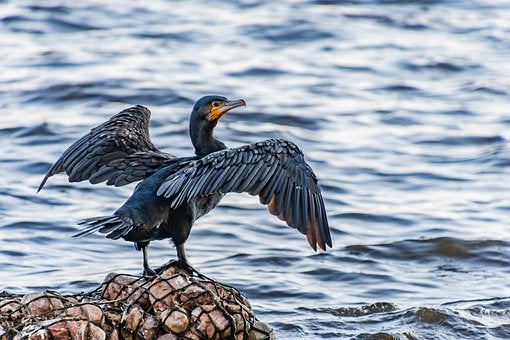 La sociedad gallega y su compromiso con la conservación de nuestras aves marinas La sociedad gallega y su compromiso con la conservación de nuestras aves marinas