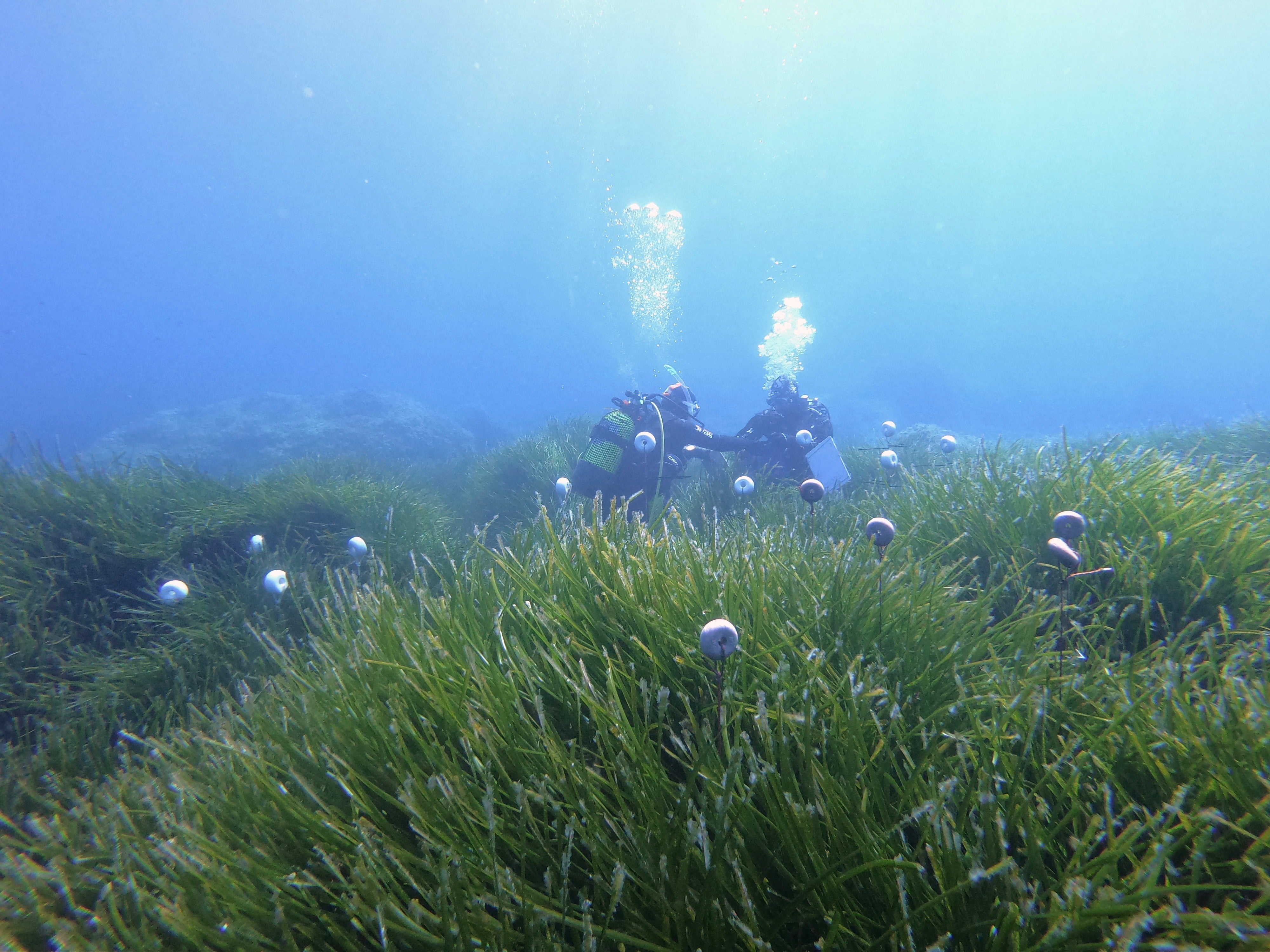 El crecimiento de posidonia cerca del emisario de Formentera es un 24% inferior que en el resto de las praderas El crecimiento de posidonia cerca del emisario de Formentera es un 24% inferior que en el resto de las praderas