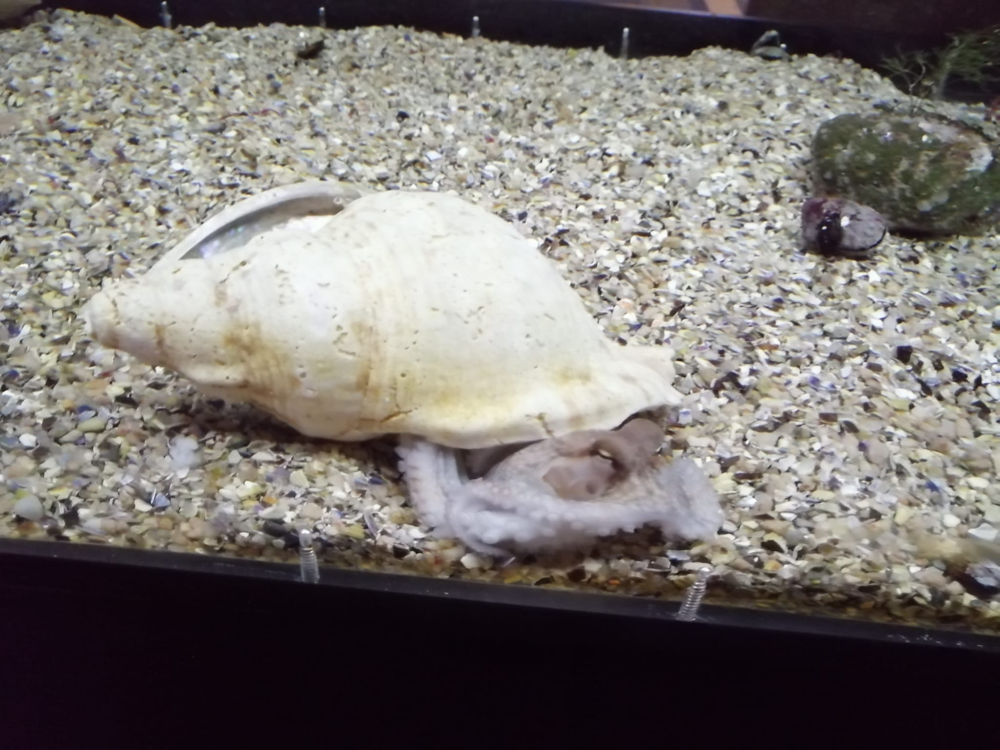 El Aquarium Finisterrae exhibe por primera vez pulpos criados en cautividad El Aquarium Finisterrae exhibe por primera vez pulpos criados en cautividad