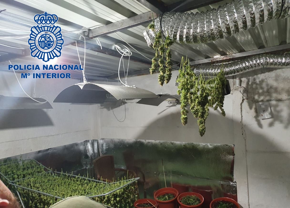 Policía Nacional desmantela una plantacion “indoor” en las 800 viviendas Policía Nacional desmantela una plantacion “indoor” en las 800 viviendas