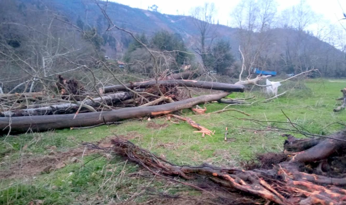 El Ayuntamiento de Llanes retira una docena de árboles del río Bedón entre El Barreru y San Martín El Ayuntamiento de Llanes retira una docena de árboles del río Bedón entre El Barreru y San Martín