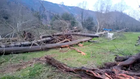 Árboles caídos junto al río Árboles caídos junto al río