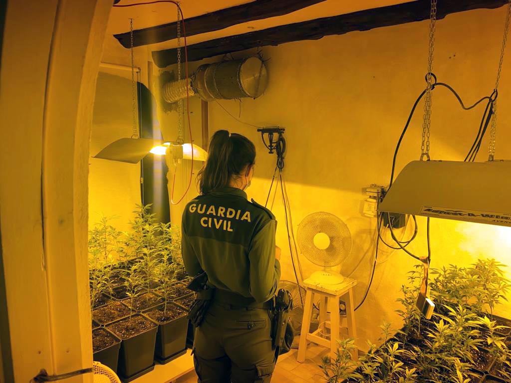 Desmantelan una plantación de marihuana en una vivienda ocupada Desmantelan una plantación de marihuana en una vivienda ocupada