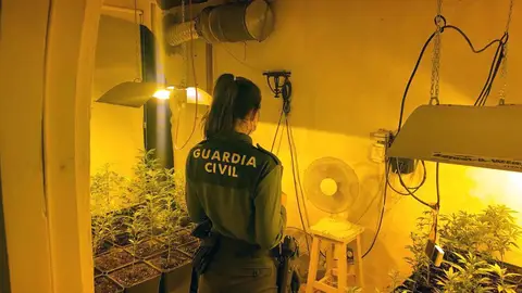 Desmantelan una plantación de marihuana en una vivienda ocupada Desmantelan una plantación de marihuana en una vivienda ocupada