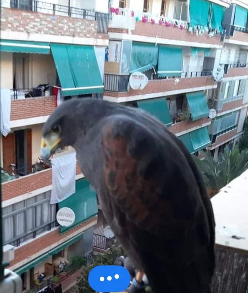 La justicia necesita herramientas reales para proteger a los animales, algo que todavía no ocurre a pesar del actual proceso legislativo La justicia necesita herramientas reales para proteger a los animales, algo que todavía no ocurre a pesar del actual proceso legislativo