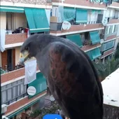 Aguila Aguila