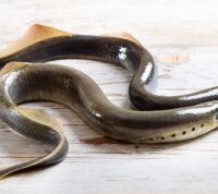 La lamprea en peligro de extinción por la contaminación de los ríos