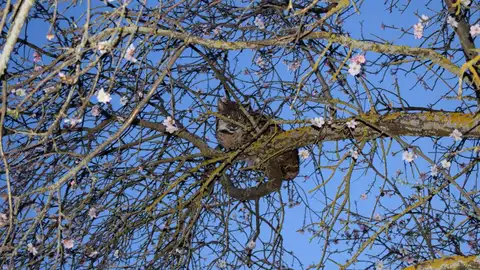 Lince ibérico aparecido en un almendro de La Poblachuela Lince ibérico aparecido en un almendro de La Poblachuela