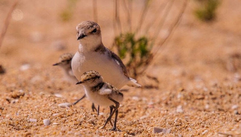 Puerto Real se sumará al acuerdo de Agaden para la protección del chorlitejo Puerto Real se sumará al acuerdo de Agaden para la protección del chorlitejo
