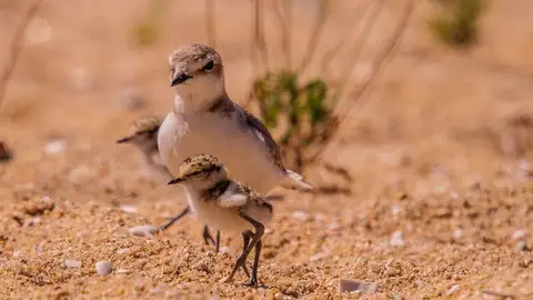 El chorlitejo patinegro, en una salina El chorlitejo patinegro, en una salina
