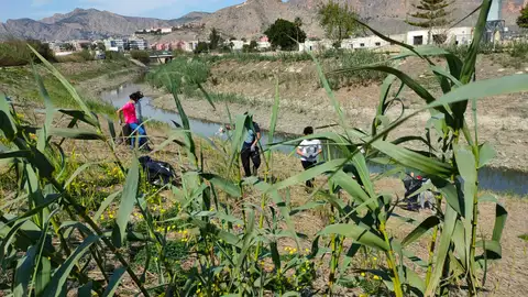 El Ayuntamiento de Orihuela ha llevado a cabo, este fin de semana, una retirada de plásticos en el margen derecho del Río Segura comprendido entre la salida del casco urbano en dirección a la pedanía de Molins limpieza