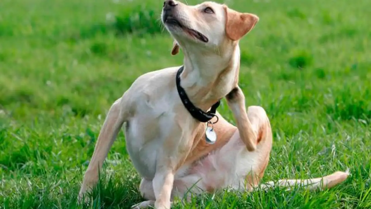 Angel Osuna, adiestrador canino, tenemos que proteger a nuestras mascotas de la forma más eficaz del ataque de parásitos Angel Osuna, adiestrador canino, tenemos que proteger a nuestras mascotas de la forma más eficaz del ataque de parásitos