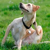 Angel Osuna, adiestrador canino, tenemos que proteger a nuestras mascotas de la forma más eficaz del ataque de parásitos Angel Osuna, adiestrador canino, tenemos que proteger a nuestras mascotas de la forma más eficaz del ataque de parásitos