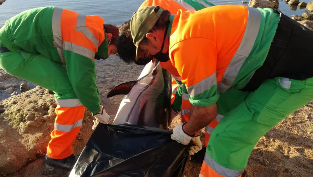 Hallado el cadáver de un delfín en la costa torrevejense