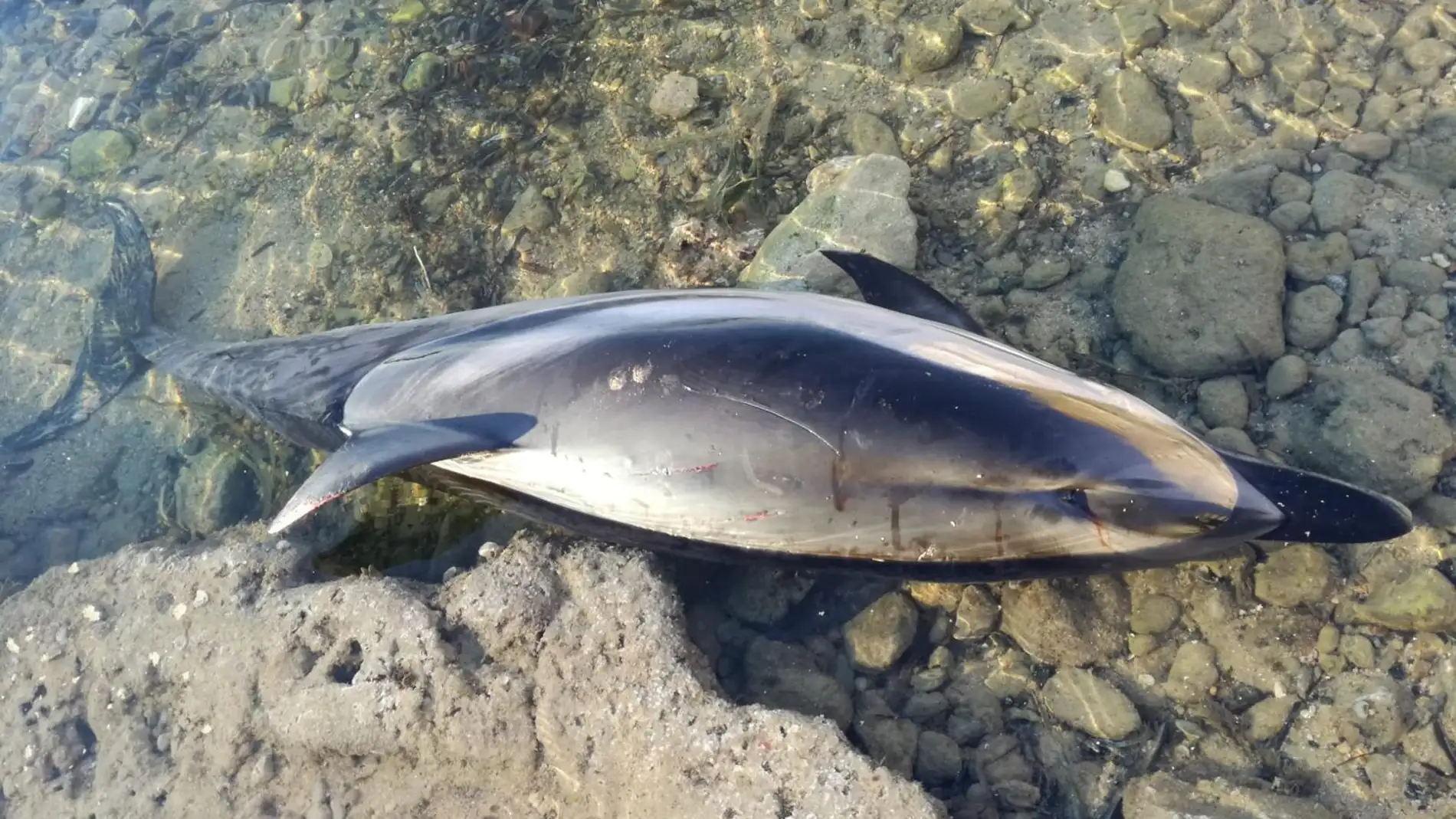 Hallado el cadáver de un delfín listado en la costa torrevejense