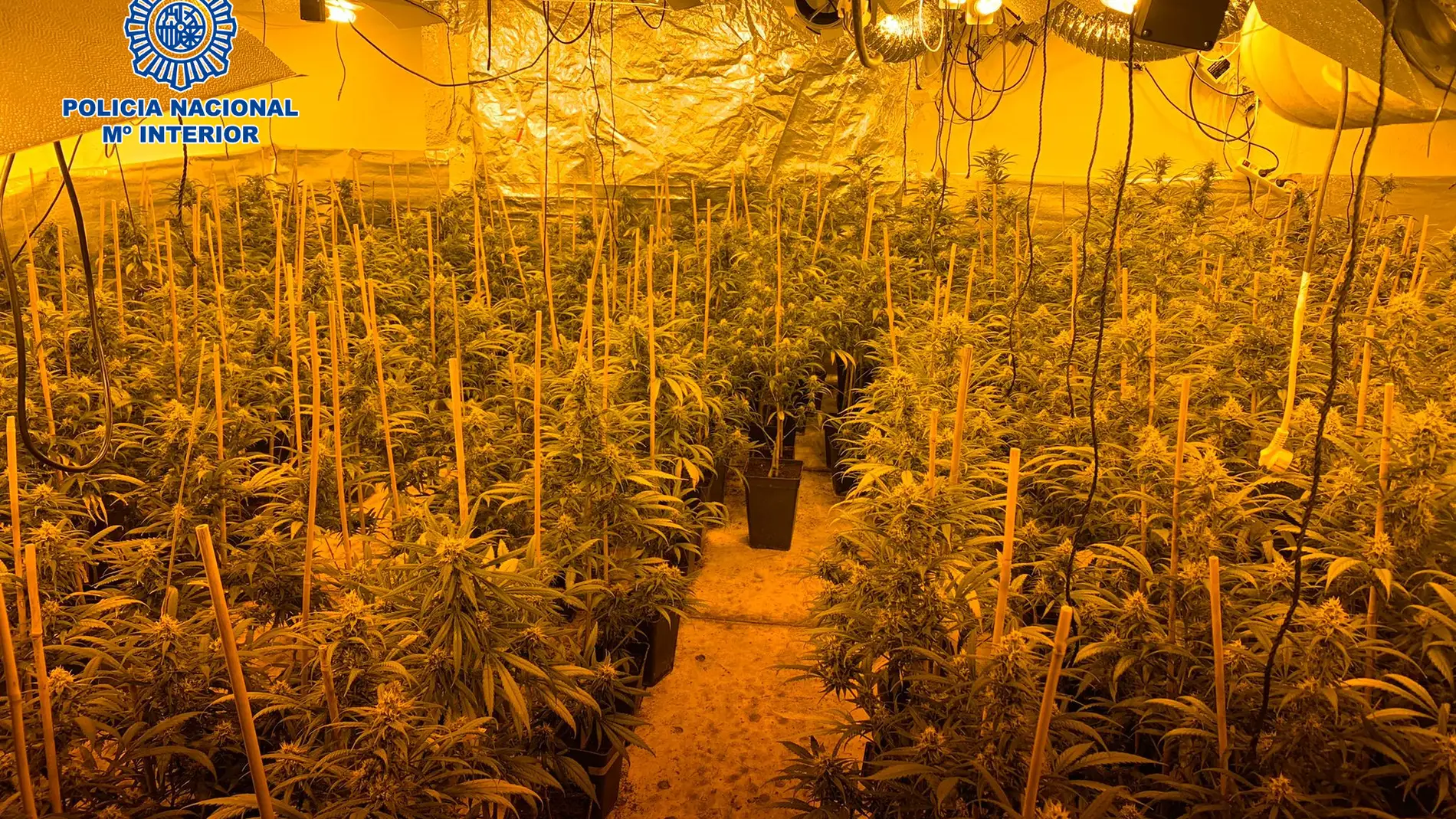 Plantación de marihuana desmantelada por la Policía Nacional (Archivo)