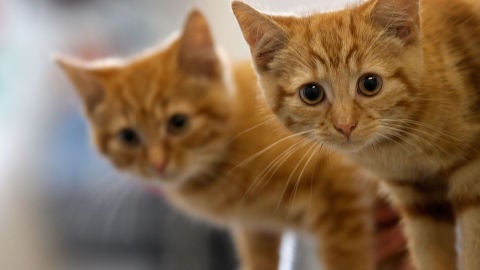 C&oacute;mo actuar si nos encontramos una camada de gatitos en la calle
