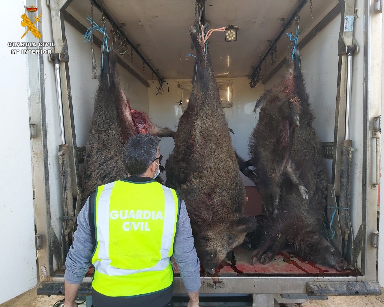 Decomisan 29 jabalís para comercializar sin cumplir las condiciones higiénicas Decomisan 29 jabalís para comercializar sin cumplir las condiciones higiénicas
