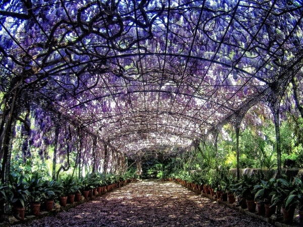 El Jardín Botánico de la Concepción, uno de nuestros motivos para creer El Jardín Botánico de la Concepción, uno de nuestros motivos para creer