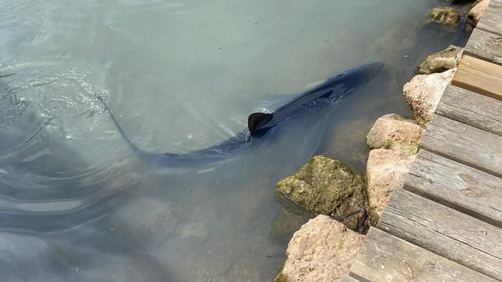 Un tiburón de más de dos metros alcanza por segundo día la playa de Cala Galdana Un tiburón de más de dos metros alcanza por segundo día la playa de Cala Galdana