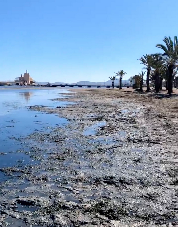 Pérez Ruzafa: Mientras no se coordinen las 3 Administraciones el problema de los fangos y lodos no tendrá solución Pérez Ruzafa: Mientras no se coordinen las 3 Administraciones el problema de los fangos y lodos no tendrá solución