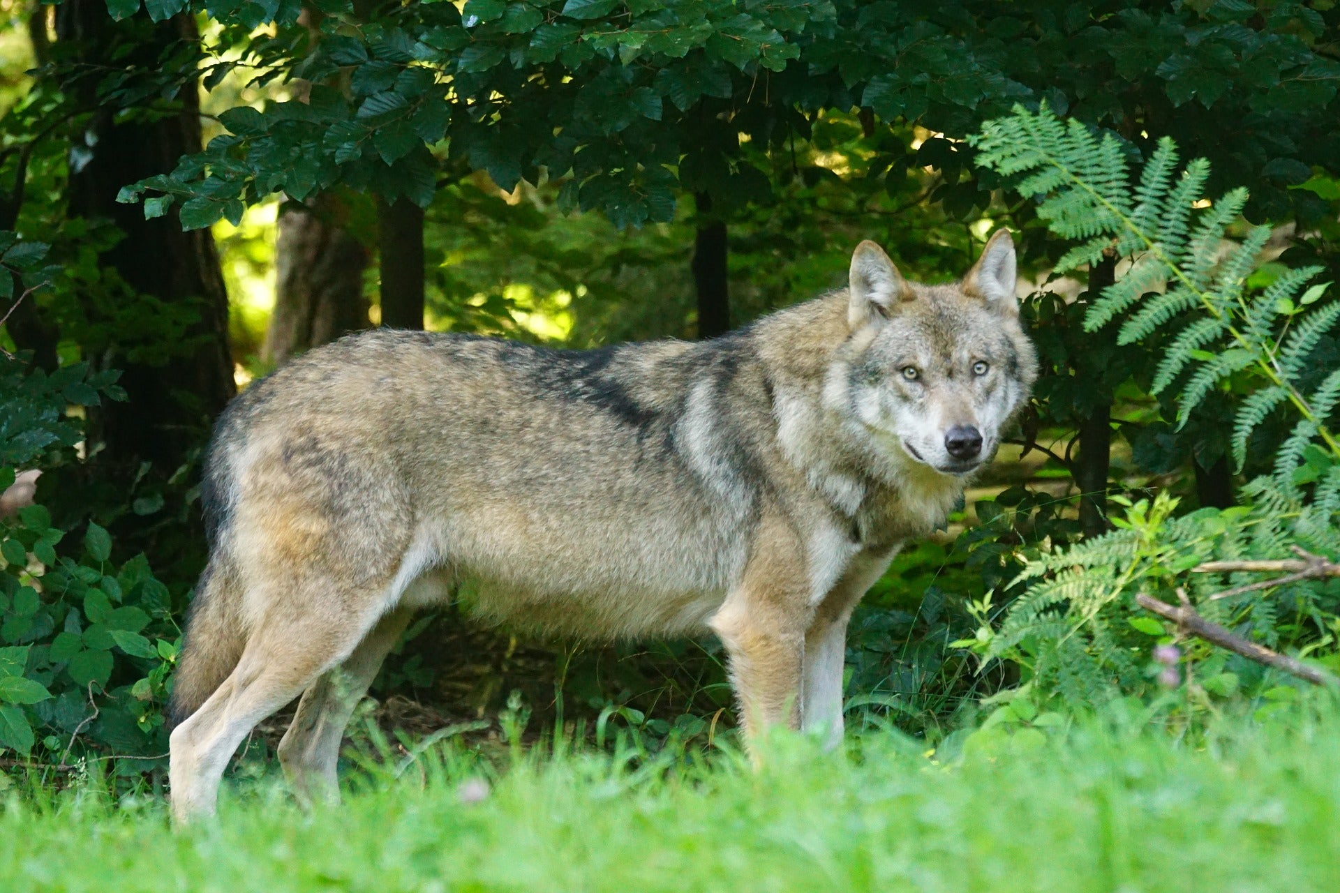 El norte de la provincia de Lugo es una de las zonas con más población de lobo El norte de la provincia de Lugo es una de las zonas con más población de lobo