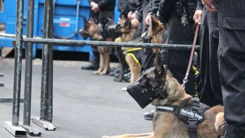 Perros de seguridad