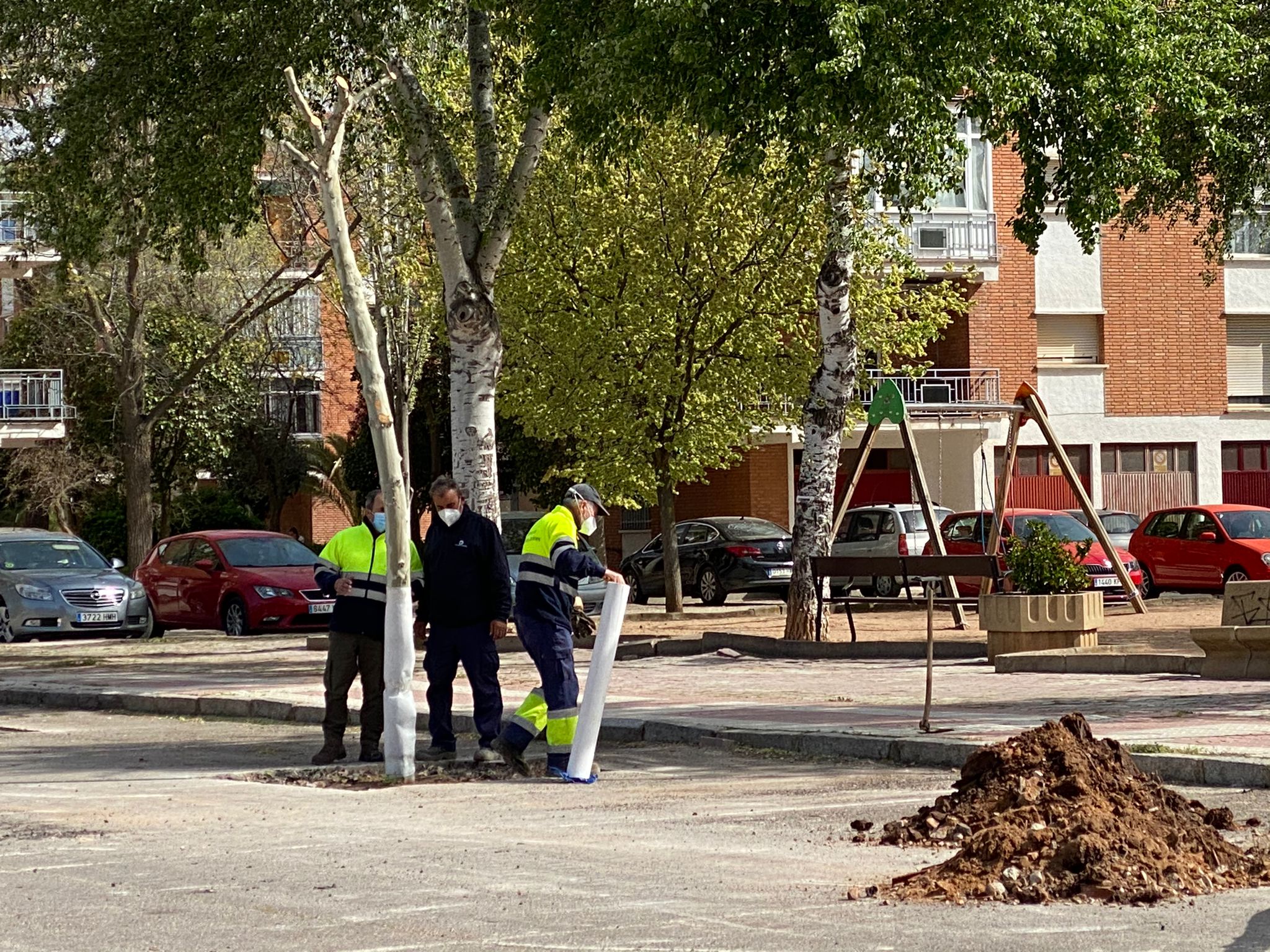 Trasplantados en el Bosque de la Vida los árboles del entorno de la plaza de toros Trasplantados en el Bosque de la Vida los árboles del entorno de la plaza de toros